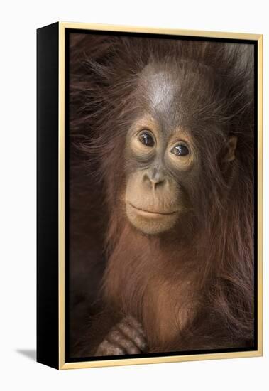 Indonesia, Borneo, Kalimantan. Baby orangutan at Tanjung Puting National Park.-Jaynes Gallery-Framed Premier Image Canvas