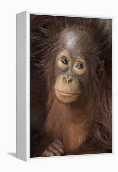 Indonesia, Borneo, Kalimantan. Baby orangutan at Tanjung Puting National Park.-Jaynes Gallery-Framed Premier Image Canvas