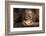 Indonesia, Borneo, Kalimantan. Baby orangutan at Tanjung Puting National Park.-Jaynes Gallery-Framed Photographic Print