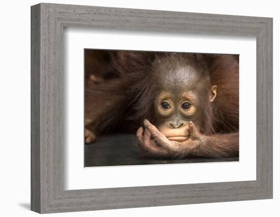 Indonesia, Borneo, Kalimantan. Baby orangutan at Tanjung Puting National Park.-Jaynes Gallery-Framed Photographic Print