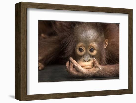 Indonesia, Borneo, Kalimantan. Baby orangutan at Tanjung Puting National Park.-Jaynes Gallery-Framed Photographic Print