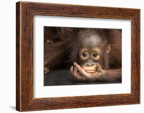 Indonesia, Borneo, Kalimantan. Baby orangutan at Tanjung Puting National Park.-Jaynes Gallery-Framed Photographic Print