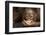 Indonesia, Borneo, Kalimantan. Baby orangutan at Tanjung Puting National Park.-Jaynes Gallery-Framed Photographic Print