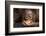 Indonesia, Borneo, Kalimantan. Baby orangutan at Tanjung Puting National Park.-Jaynes Gallery-Framed Photographic Print