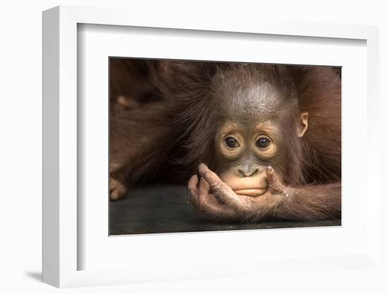 Indonesia, Borneo, Kalimantan. Baby orangutan at Tanjung Puting National Park.-Jaynes Gallery-Framed Photographic Print