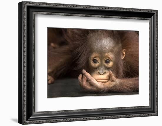 Indonesia, Borneo, Kalimantan. Baby orangutan at Tanjung Puting National Park.-Jaynes Gallery-Framed Photographic Print