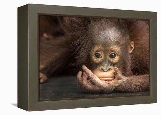 Indonesia, Borneo, Kalimantan. Baby orangutan at Tanjung Puting National Park.-Jaynes Gallery-Framed Premier Image Canvas