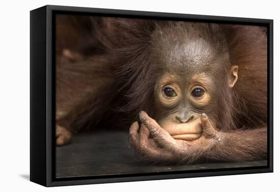 Indonesia, Borneo, Kalimantan. Baby orangutan at Tanjung Puting National Park.-Jaynes Gallery-Framed Premier Image Canvas