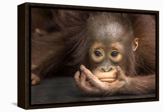 Indonesia, Borneo, Kalimantan. Baby orangutan at Tanjung Puting National Park.-Jaynes Gallery-Framed Premier Image Canvas