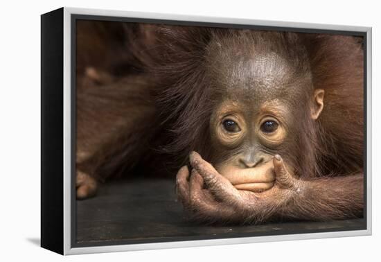 Indonesia, Borneo, Kalimantan. Baby orangutan at Tanjung Puting National Park.-Jaynes Gallery-Framed Premier Image Canvas