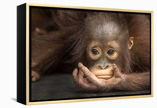 Indonesia, Borneo, Kalimantan. Baby orangutan at Tanjung Puting National Park.-Jaynes Gallery-Framed Premier Image Canvas