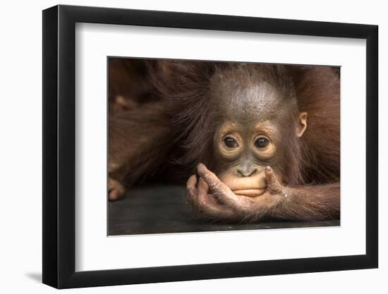 Indonesia, Borneo, Kalimantan. Baby orangutan at Tanjung Puting National Park.-Jaynes Gallery-Framed Premium Photographic Print