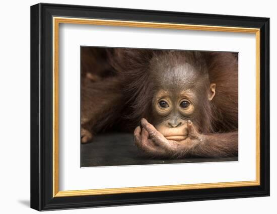 Indonesia, Borneo, Kalimantan. Baby orangutan at Tanjung Puting National Park.-Jaynes Gallery-Framed Premium Photographic Print