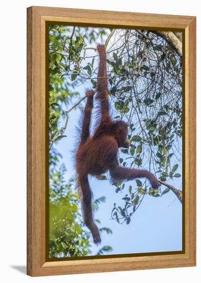 Indonesia, Borneo, Kalimantan. Female orangutan at Tanjung Puting National Park.-Jaynes Gallery-Framed Premier Image Canvas