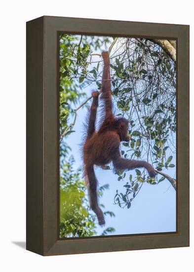 Indonesia, Borneo, Kalimantan. Female orangutan at Tanjung Puting National Park.-Jaynes Gallery-Framed Premier Image Canvas