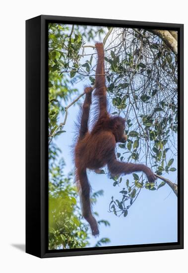 Indonesia, Borneo, Kalimantan. Female orangutan at Tanjung Puting National Park.-Jaynes Gallery-Framed Premier Image Canvas