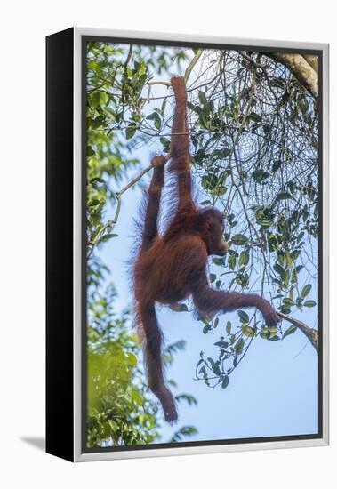 Indonesia, Borneo, Kalimantan. Female orangutan at Tanjung Puting National Park.-Jaynes Gallery-Framed Premier Image Canvas