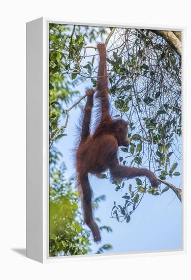 Indonesia, Borneo, Kalimantan. Female orangutan at Tanjung Puting National Park.-Jaynes Gallery-Framed Premier Image Canvas