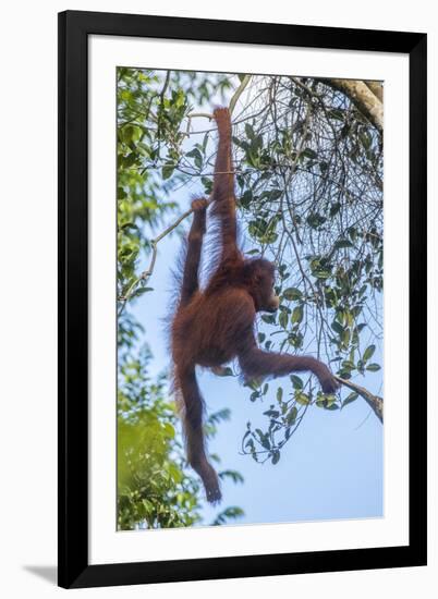 Indonesia, Borneo, Kalimantan. Female orangutan at Tanjung Puting National Park.-Jaynes Gallery-Framed Premium Photographic Print