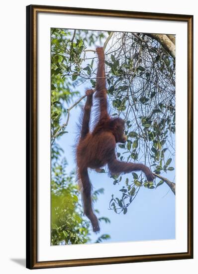 Indonesia, Borneo, Kalimantan. Female orangutan at Tanjung Puting National Park.-Jaynes Gallery-Framed Premium Photographic Print