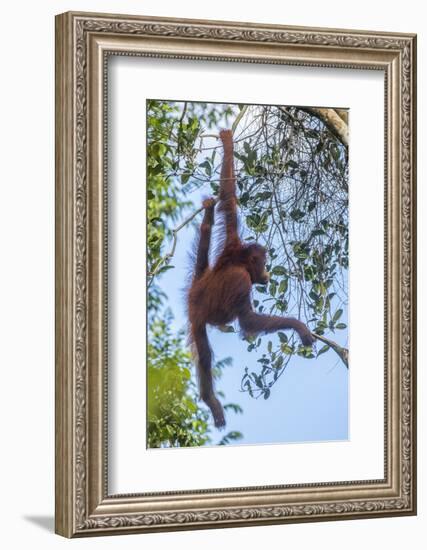 Indonesia, Borneo, Kalimantan. Female orangutan at Tanjung Puting National Park.-Jaynes Gallery-Framed Photographic Print