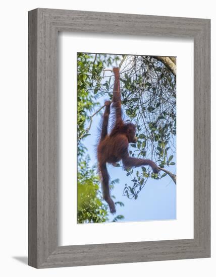 Indonesia, Borneo, Kalimantan. Female orangutan at Tanjung Puting National Park.-Jaynes Gallery-Framed Photographic Print