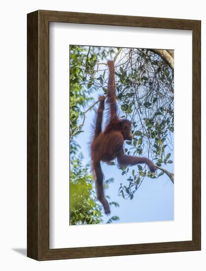 Indonesia, Borneo, Kalimantan. Female orangutan at Tanjung Puting National Park.-Jaynes Gallery-Framed Photographic Print