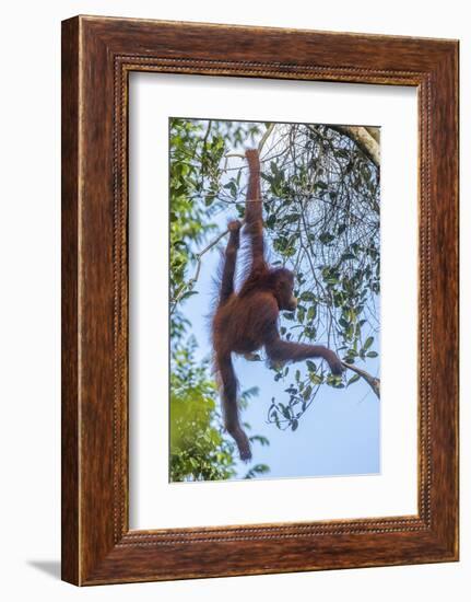 Indonesia, Borneo, Kalimantan. Female orangutan at Tanjung Puting National Park.-Jaynes Gallery-Framed Photographic Print