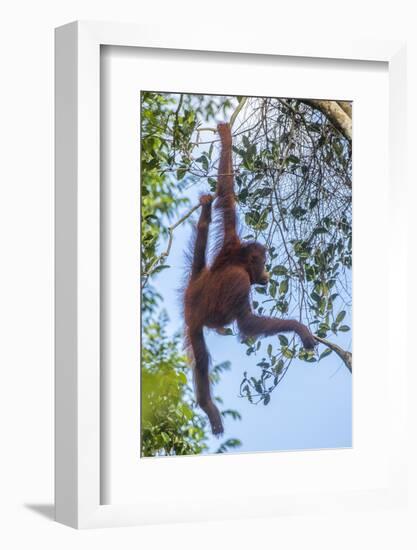 Indonesia, Borneo, Kalimantan. Female orangutan at Tanjung Puting National Park.-Jaynes Gallery-Framed Photographic Print