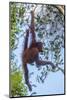 Indonesia, Borneo, Kalimantan. Female orangutan at Tanjung Puting National Park.-Jaynes Gallery-Mounted Photographic Print