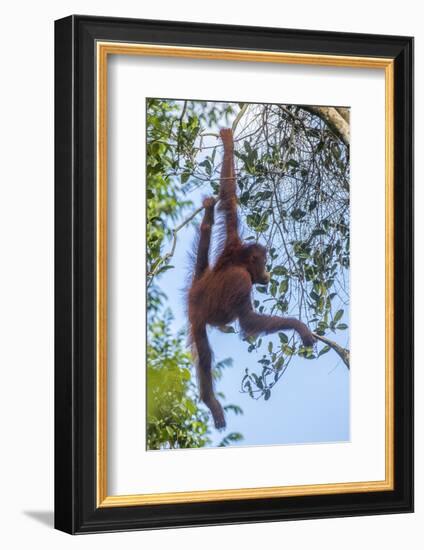 Indonesia, Borneo, Kalimantan. Female orangutan at Tanjung Puting National Park.-Jaynes Gallery-Framed Photographic Print