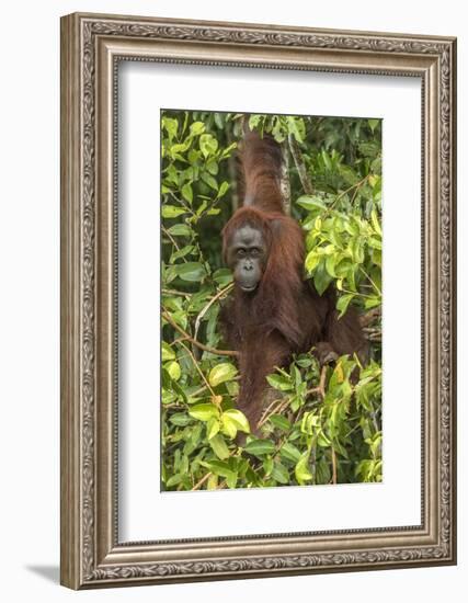 Indonesia, Borneo, Kalimantan. Female orangutan at Tanjung Puting National Park.-Jaynes Gallery-Framed Photographic Print