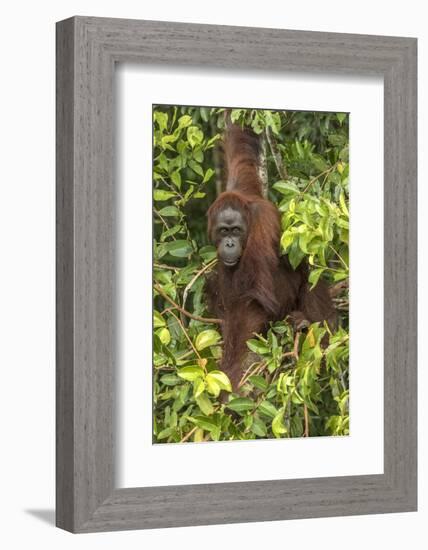 Indonesia, Borneo, Kalimantan. Female orangutan at Tanjung Puting National Park.-Jaynes Gallery-Framed Photographic Print