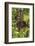 Indonesia, Borneo, Kalimantan. Female orangutan at Tanjung Puting National Park.-Jaynes Gallery-Framed Photographic Print