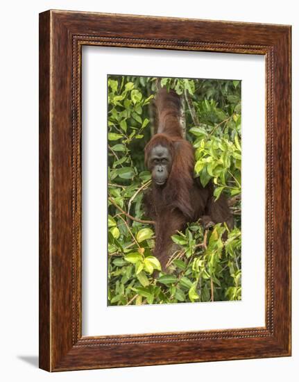 Indonesia, Borneo, Kalimantan. Female orangutan at Tanjung Puting National Park.-Jaynes Gallery-Framed Photographic Print