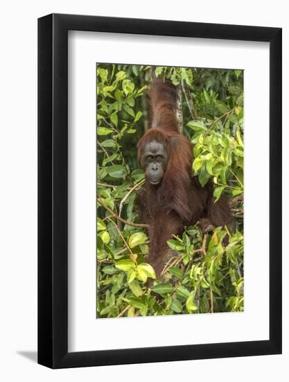 Indonesia, Borneo, Kalimantan. Female orangutan at Tanjung Puting National Park.-Jaynes Gallery-Framed Photographic Print