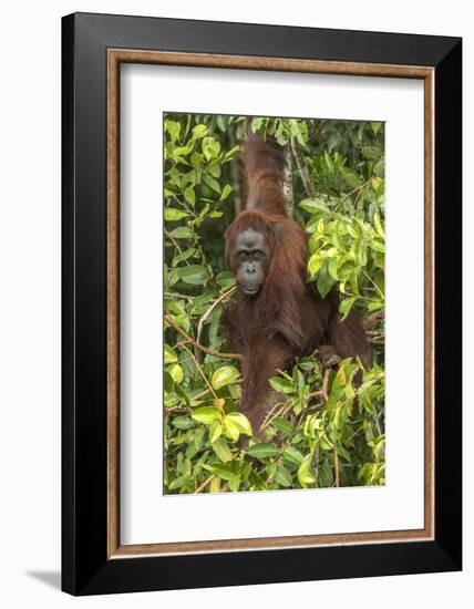 Indonesia, Borneo, Kalimantan. Female orangutan at Tanjung Puting National Park.-Jaynes Gallery-Framed Photographic Print