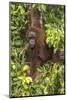 Indonesia, Borneo, Kalimantan. Female orangutan at Tanjung Puting National Park.-Jaynes Gallery-Mounted Photographic Print