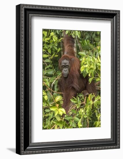 Indonesia, Borneo, Kalimantan. Female orangutan at Tanjung Puting National Park.-Jaynes Gallery-Framed Photographic Print