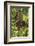 Indonesia, Borneo, Kalimantan. Female orangutan at Tanjung Puting National Park.-Jaynes Gallery-Framed Photographic Print