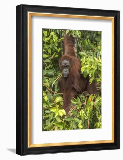 Indonesia, Borneo, Kalimantan. Female orangutan at Tanjung Puting National Park.-Jaynes Gallery-Framed Photographic Print