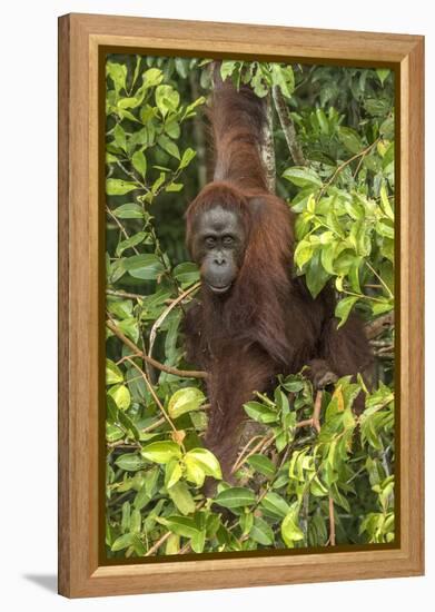 Indonesia, Borneo, Kalimantan. Female orangutan at Tanjung Puting National Park.-Jaynes Gallery-Framed Premier Image Canvas