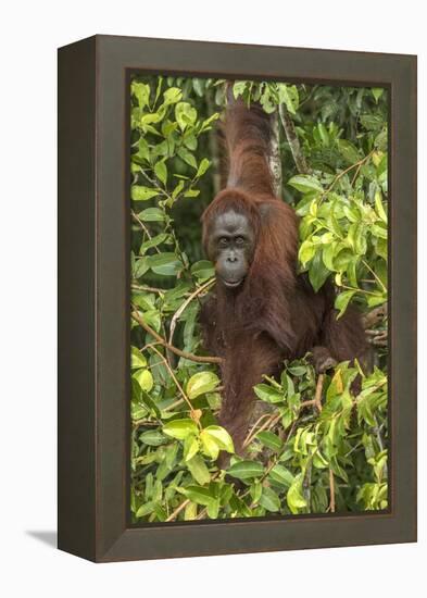 Indonesia, Borneo, Kalimantan. Female orangutan at Tanjung Puting National Park.-Jaynes Gallery-Framed Premier Image Canvas