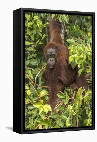 Indonesia, Borneo, Kalimantan. Female orangutan at Tanjung Puting National Park.-Jaynes Gallery-Framed Premier Image Canvas