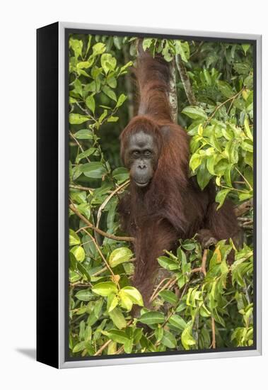 Indonesia, Borneo, Kalimantan. Female orangutan at Tanjung Puting National Park.-Jaynes Gallery-Framed Premier Image Canvas