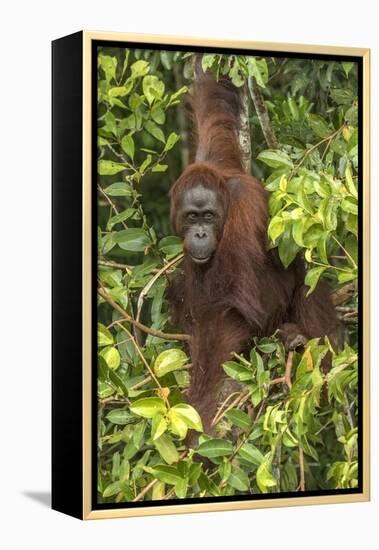 Indonesia, Borneo, Kalimantan. Female orangutan at Tanjung Puting National Park.-Jaynes Gallery-Framed Premier Image Canvas