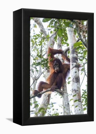 Indonesia, Borneo, Kalimantan. Female orangutan at Tanjung Puting National Park.-Jaynes Gallery-Framed Premier Image Canvas