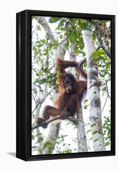 Indonesia, Borneo, Kalimantan. Female orangutan at Tanjung Puting National Park.-Jaynes Gallery-Framed Premier Image Canvas