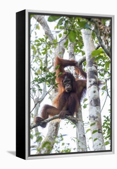 Indonesia, Borneo, Kalimantan. Female orangutan at Tanjung Puting National Park.-Jaynes Gallery-Framed Premier Image Canvas