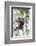 Indonesia, Borneo, Kalimantan. Female orangutan at Tanjung Puting National Park.-Jaynes Gallery-Framed Photographic Print